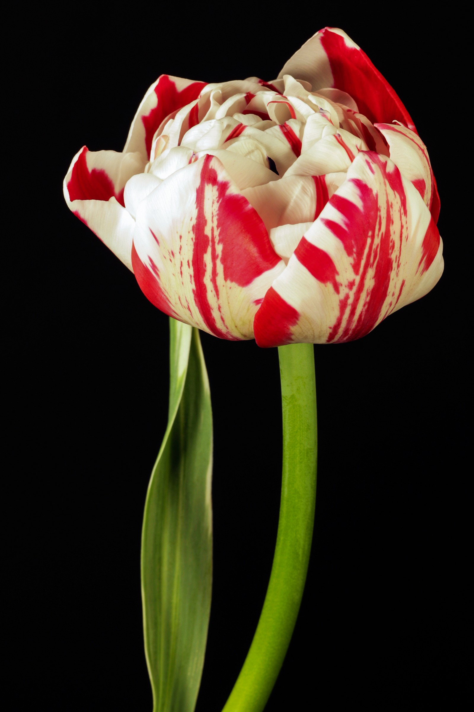 Tulipano semper augutus