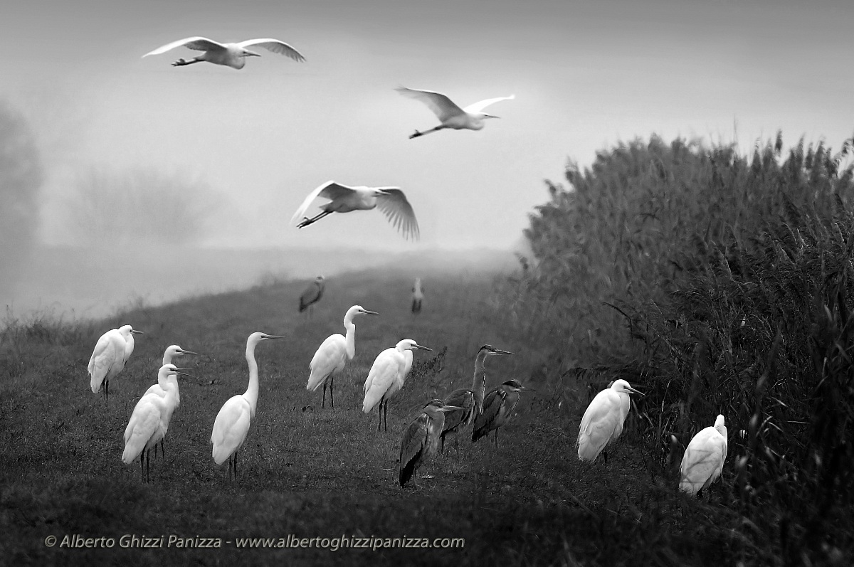 L'argine degli Aironi