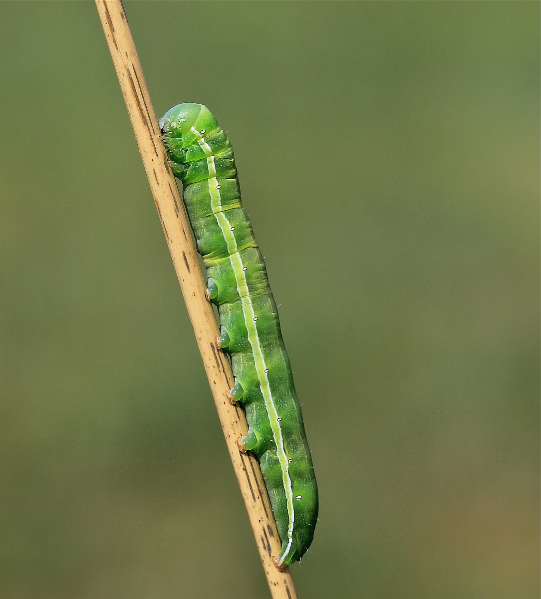 caterpillar