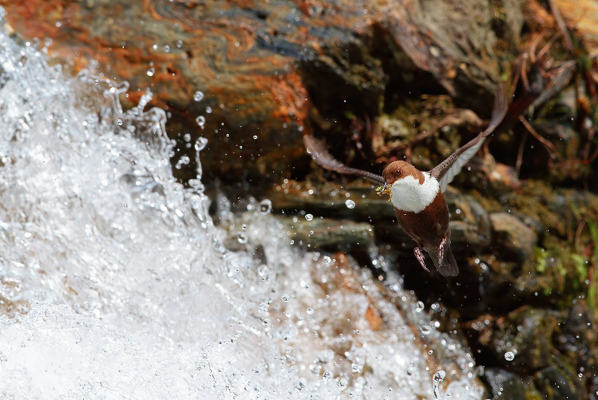 Merlo aquaiolo in flight with food