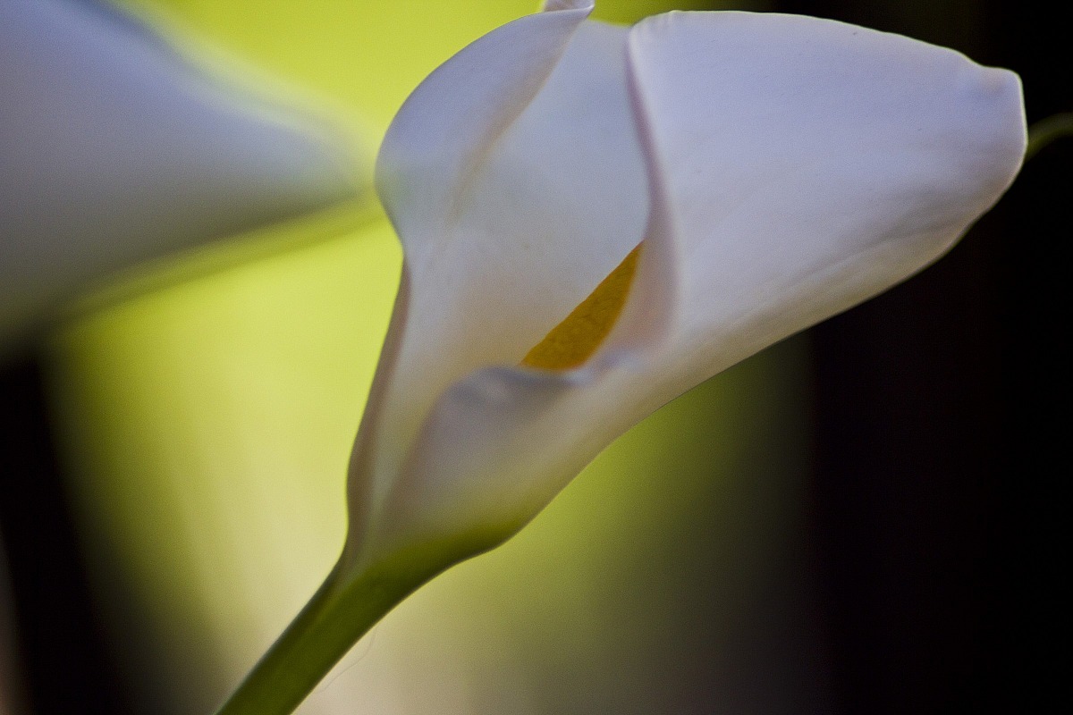 Calla
