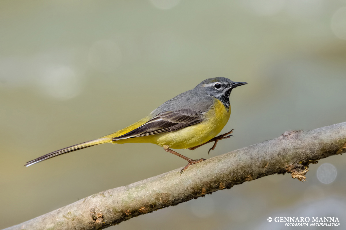 Wagtail (Motacilla cinerea)