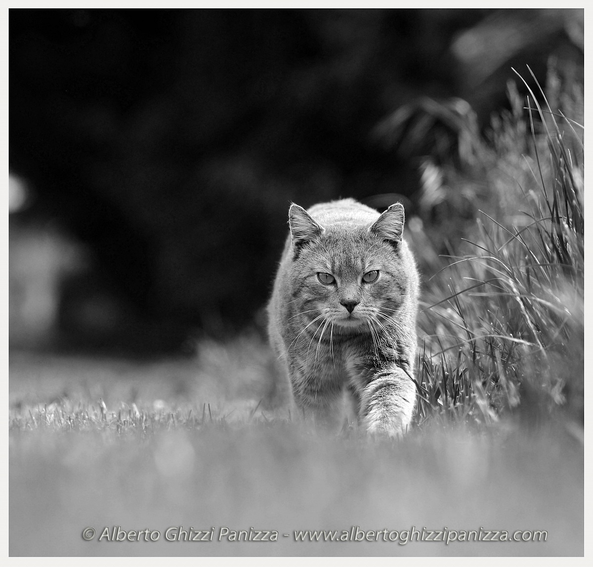 I could be born lion