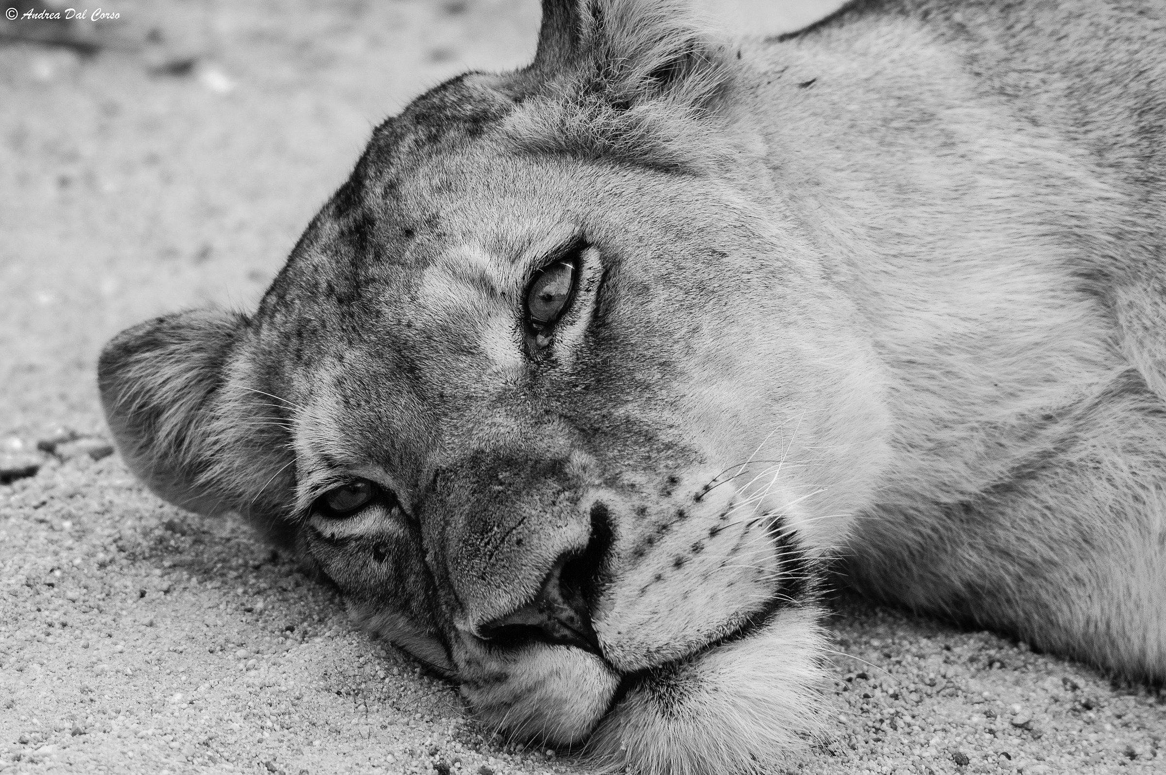 Panthera leo krugeri_02