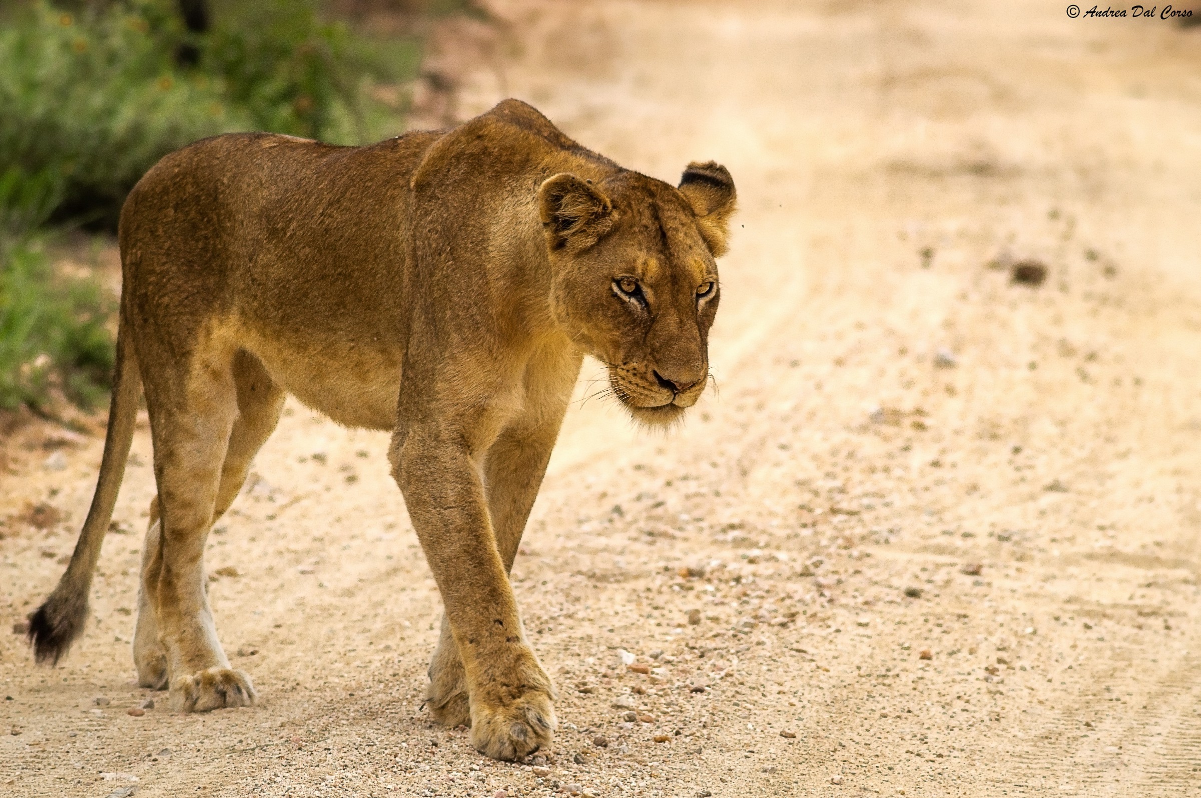 Panthera leo krugeri_03