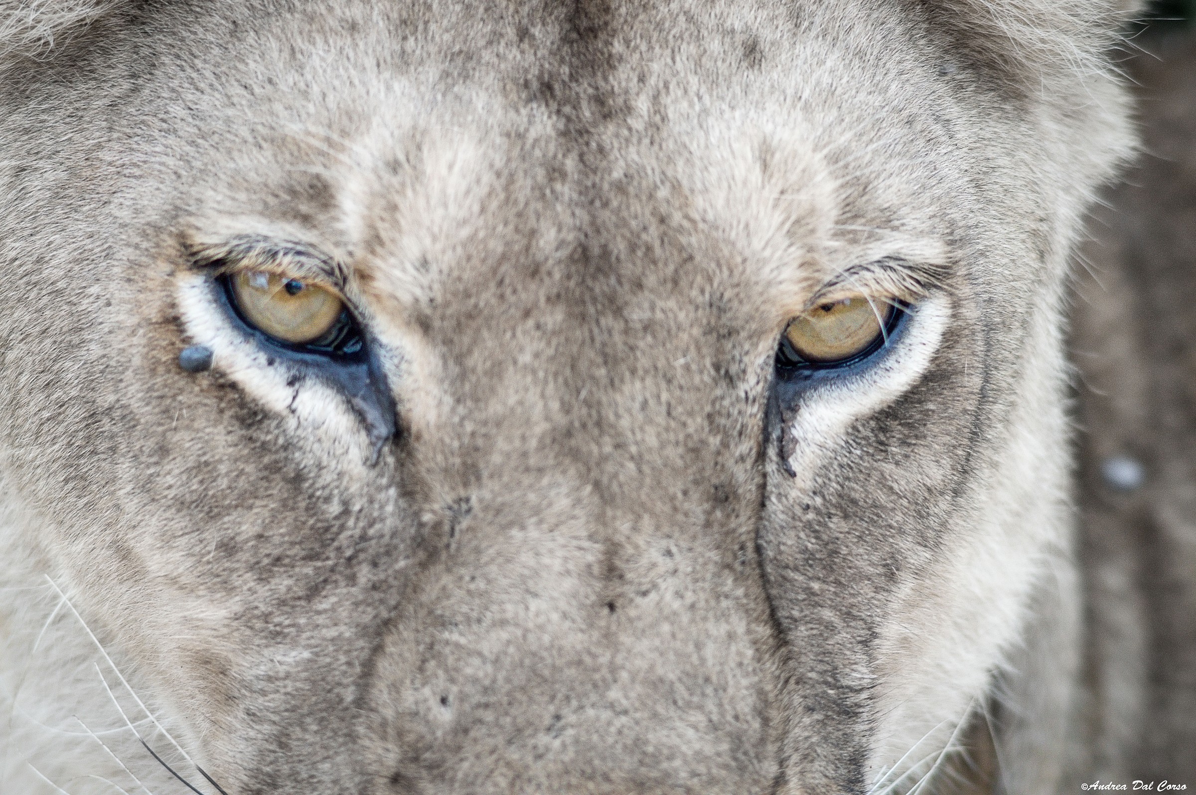 Panthera leo krugeri_04