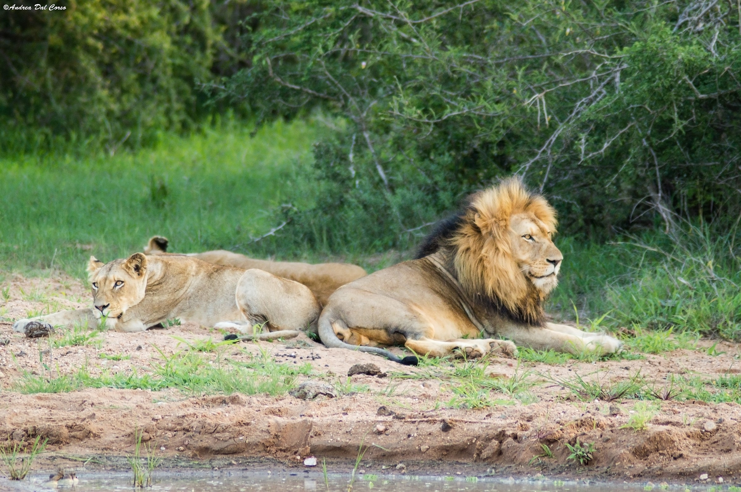 Panthera leo krugeri_05