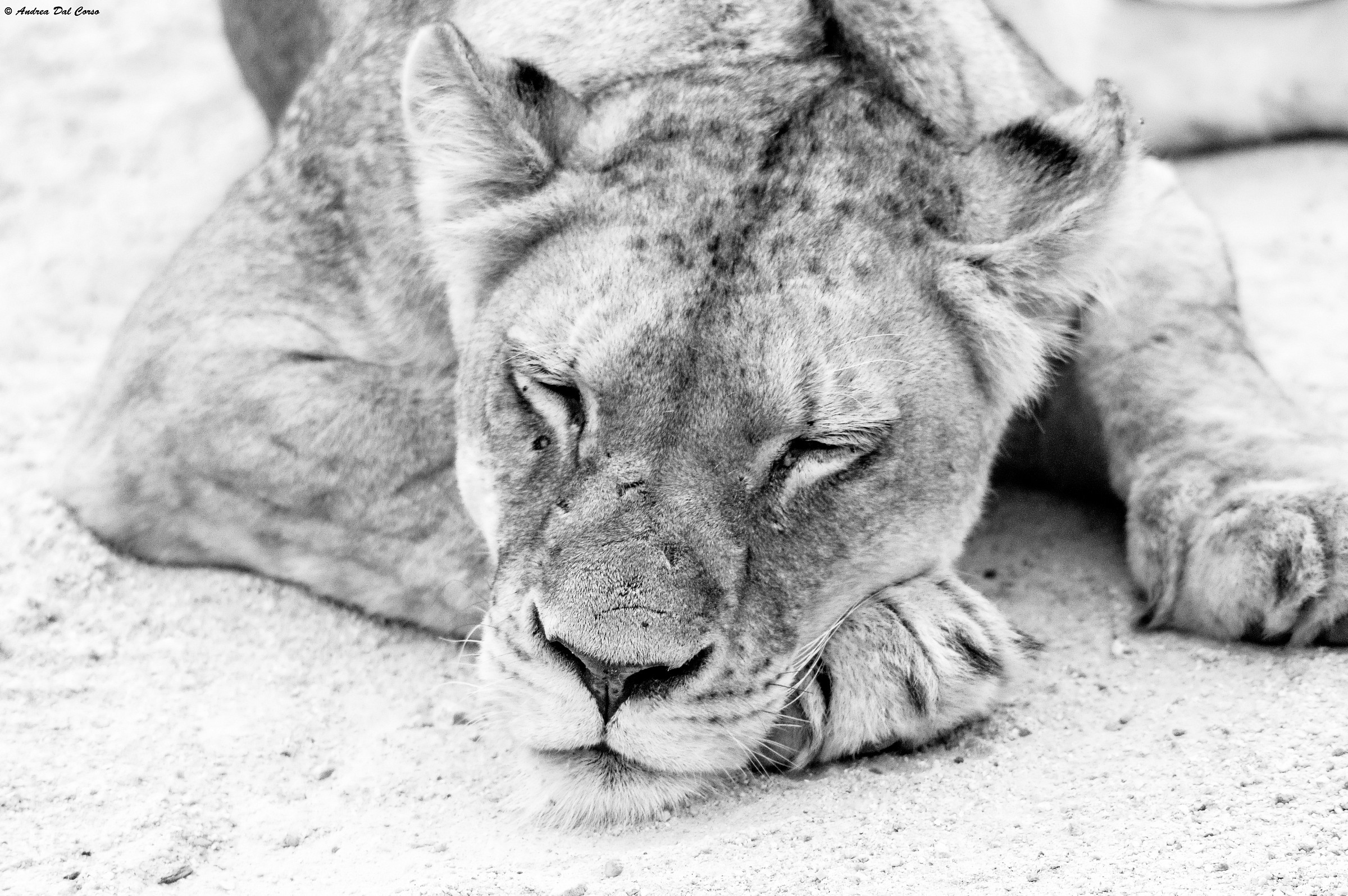 Panthera leo krugeri_06