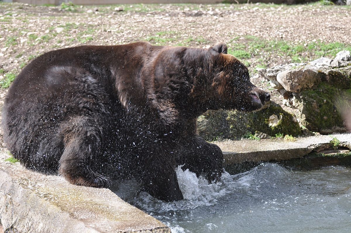 L'orso di casa nostra...