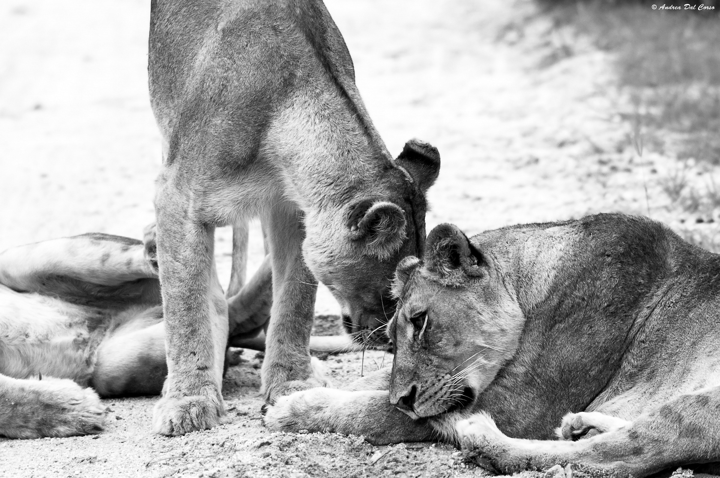 Panthera leo krugeri_08