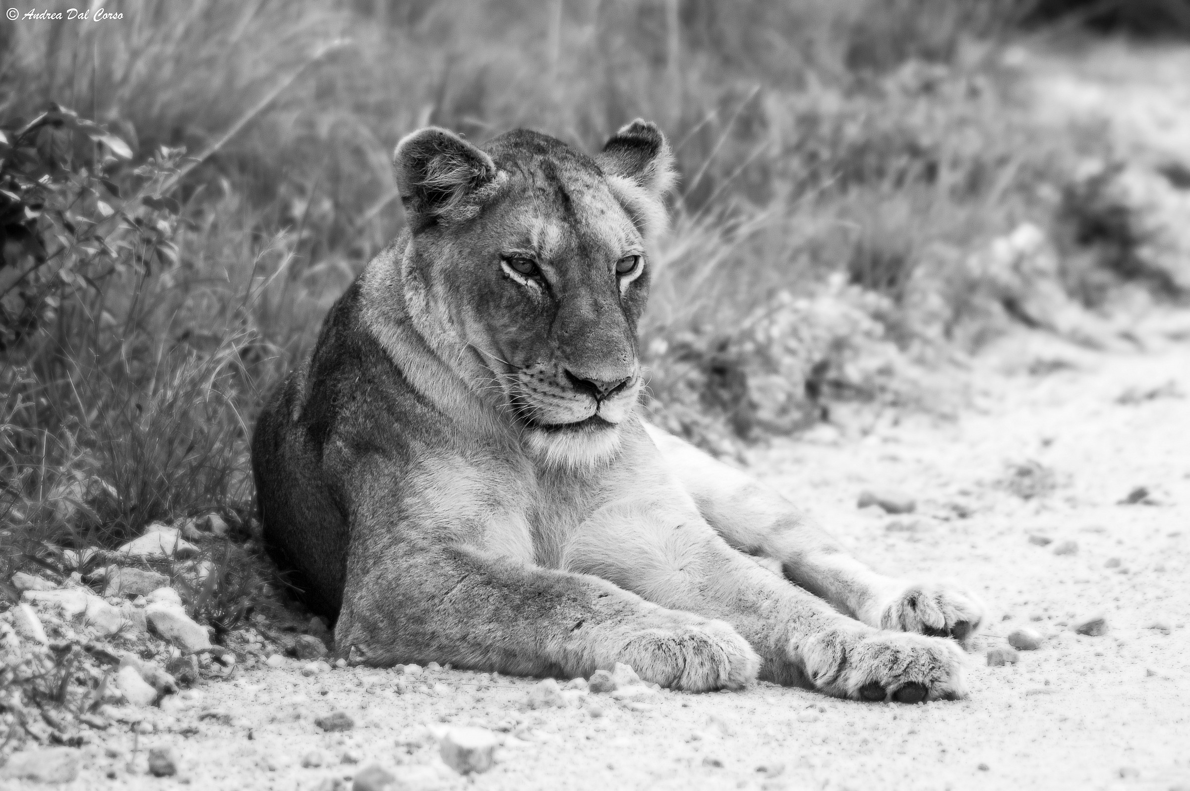 Panthera leo krugeri