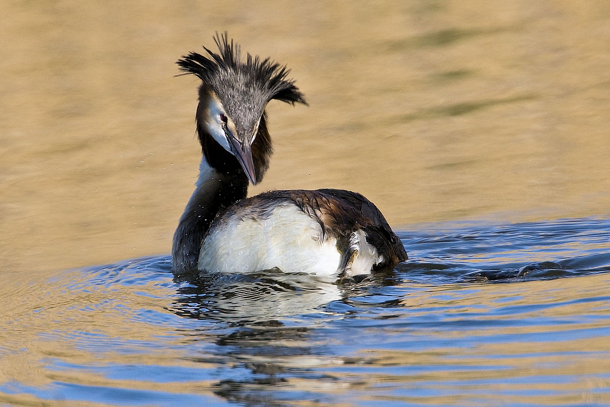 Great Crested Grebe