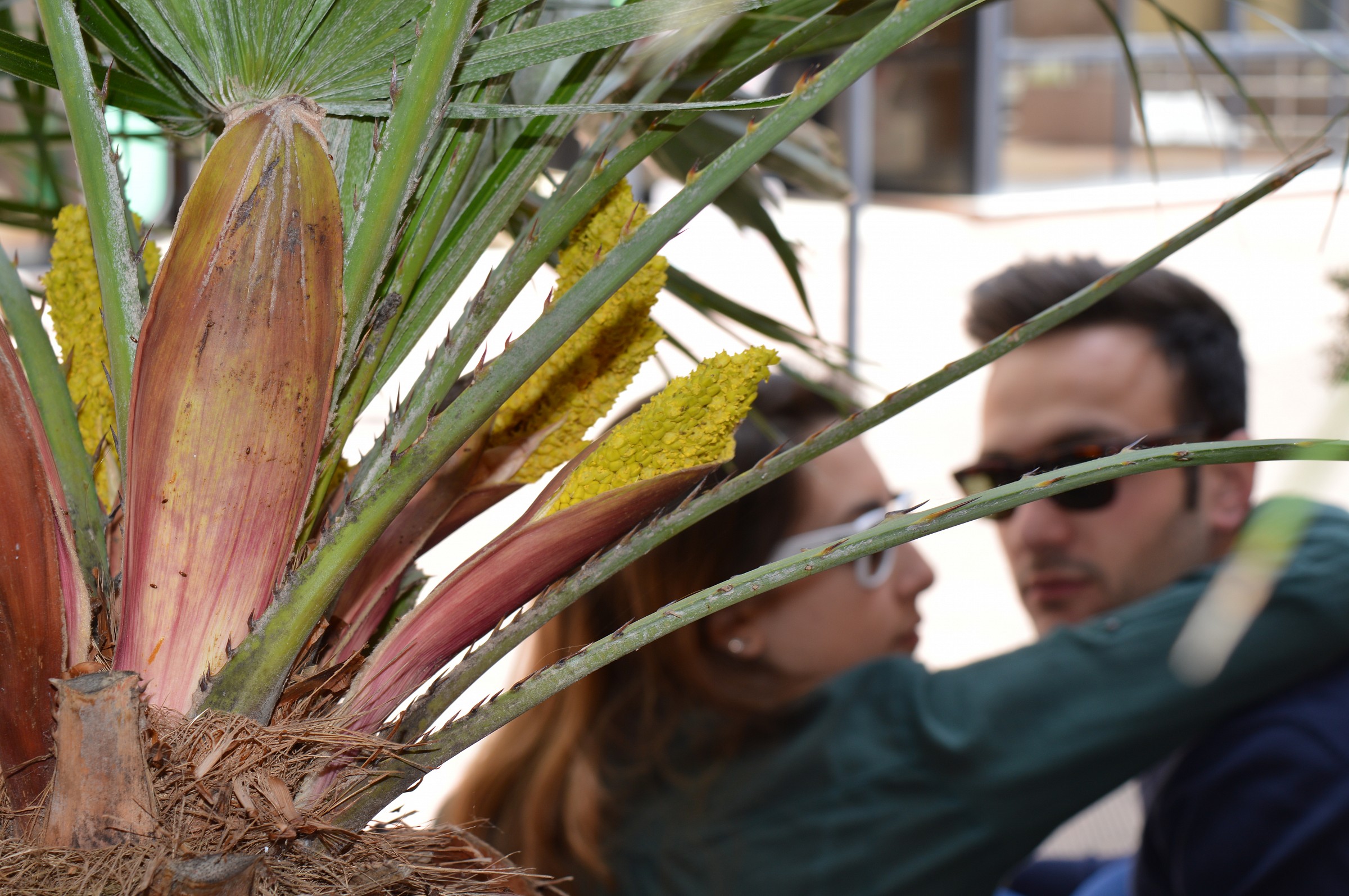 If they are roses bloom