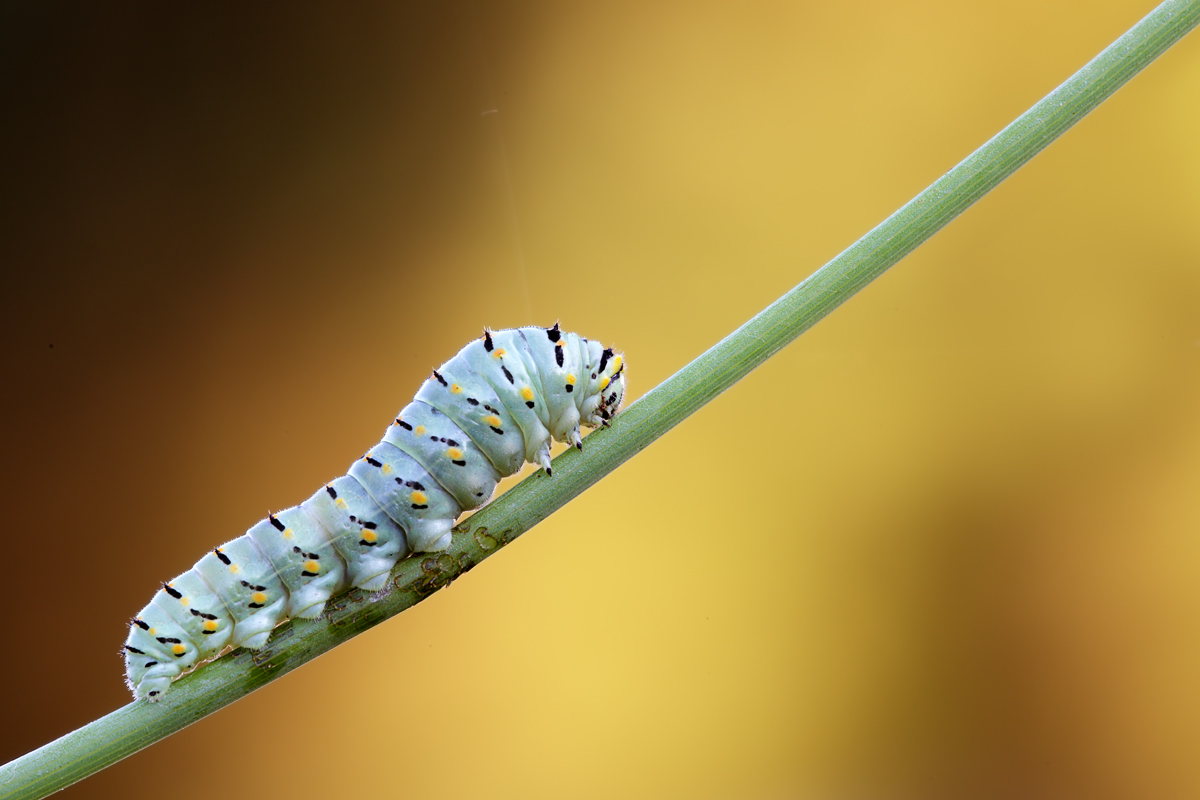 Bruco di Papilio Machaon