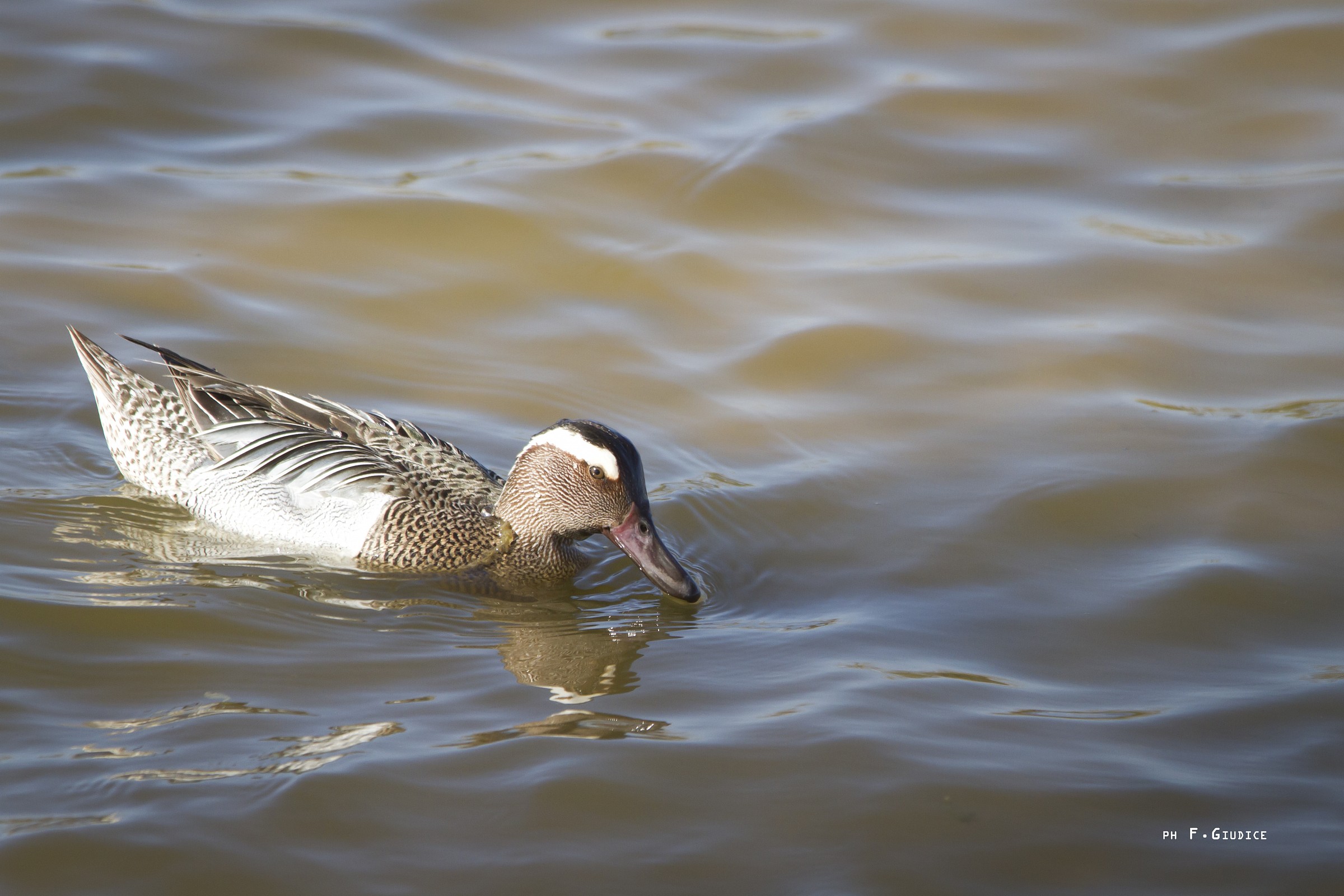 Garganey?, Garganey