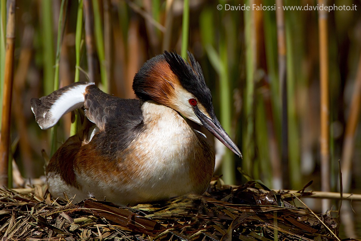 Grebe in hatching