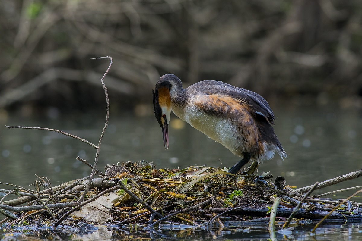 Great Crested Grebe
