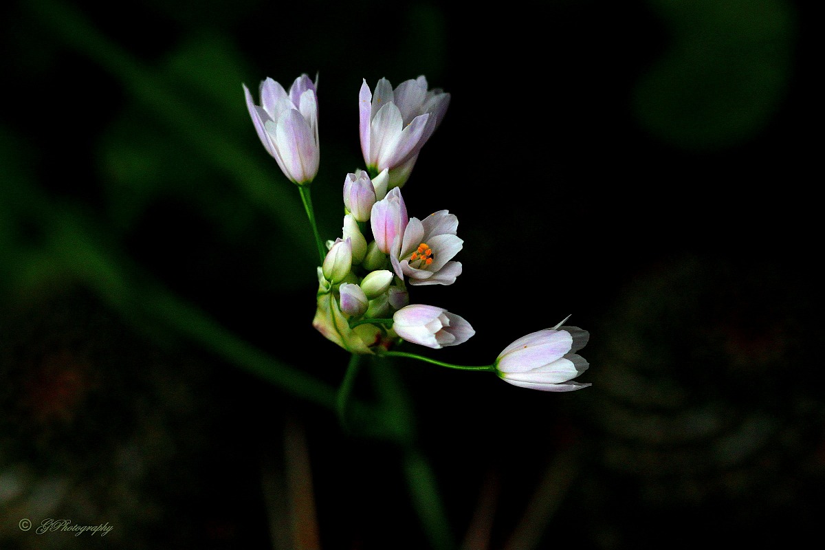 Flower Garlic