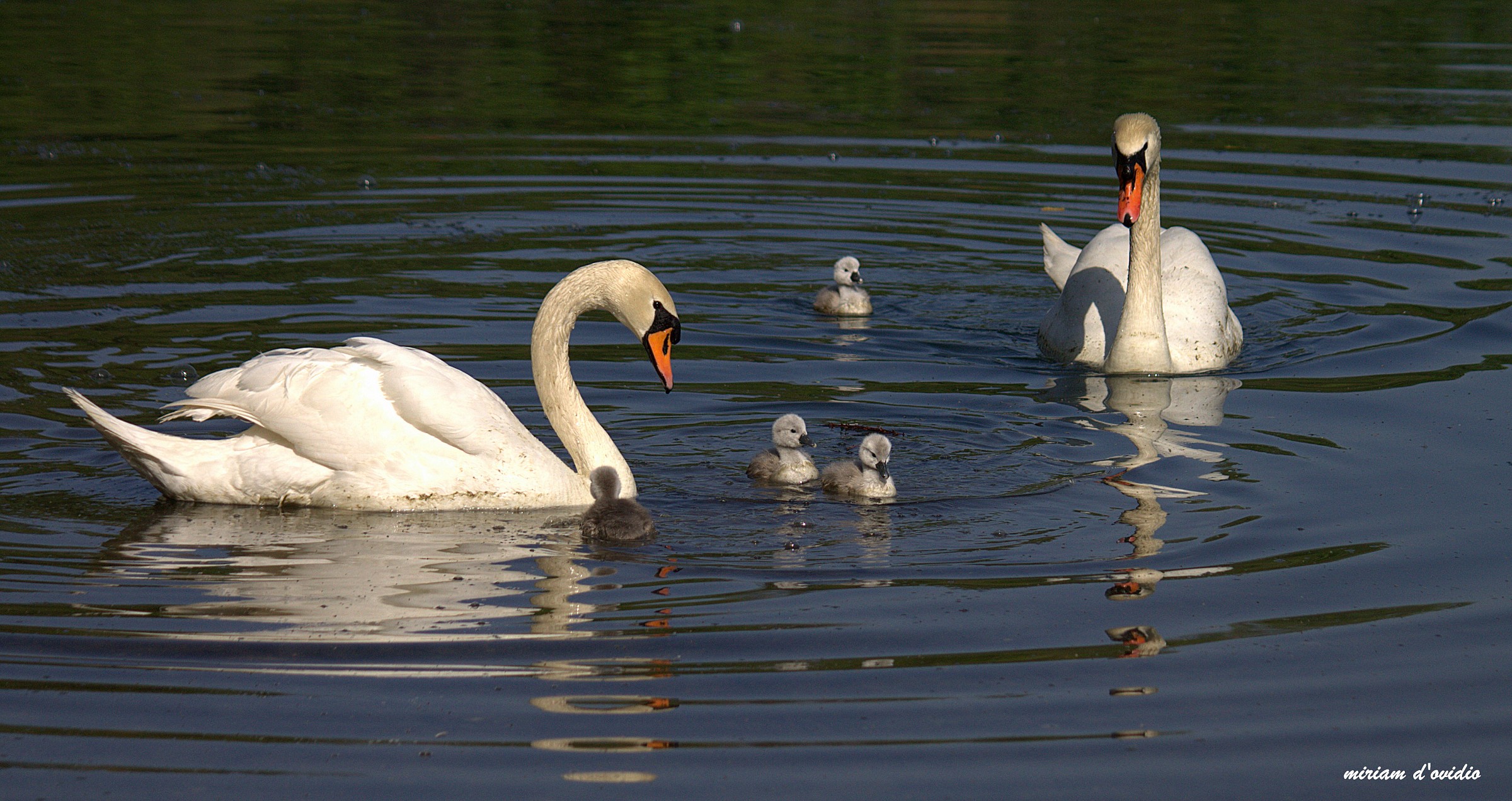 Battesimo dell'acqua