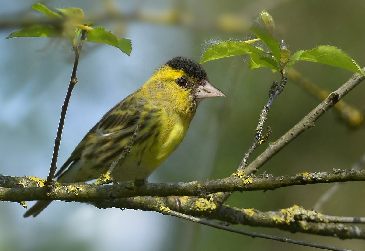 siskin