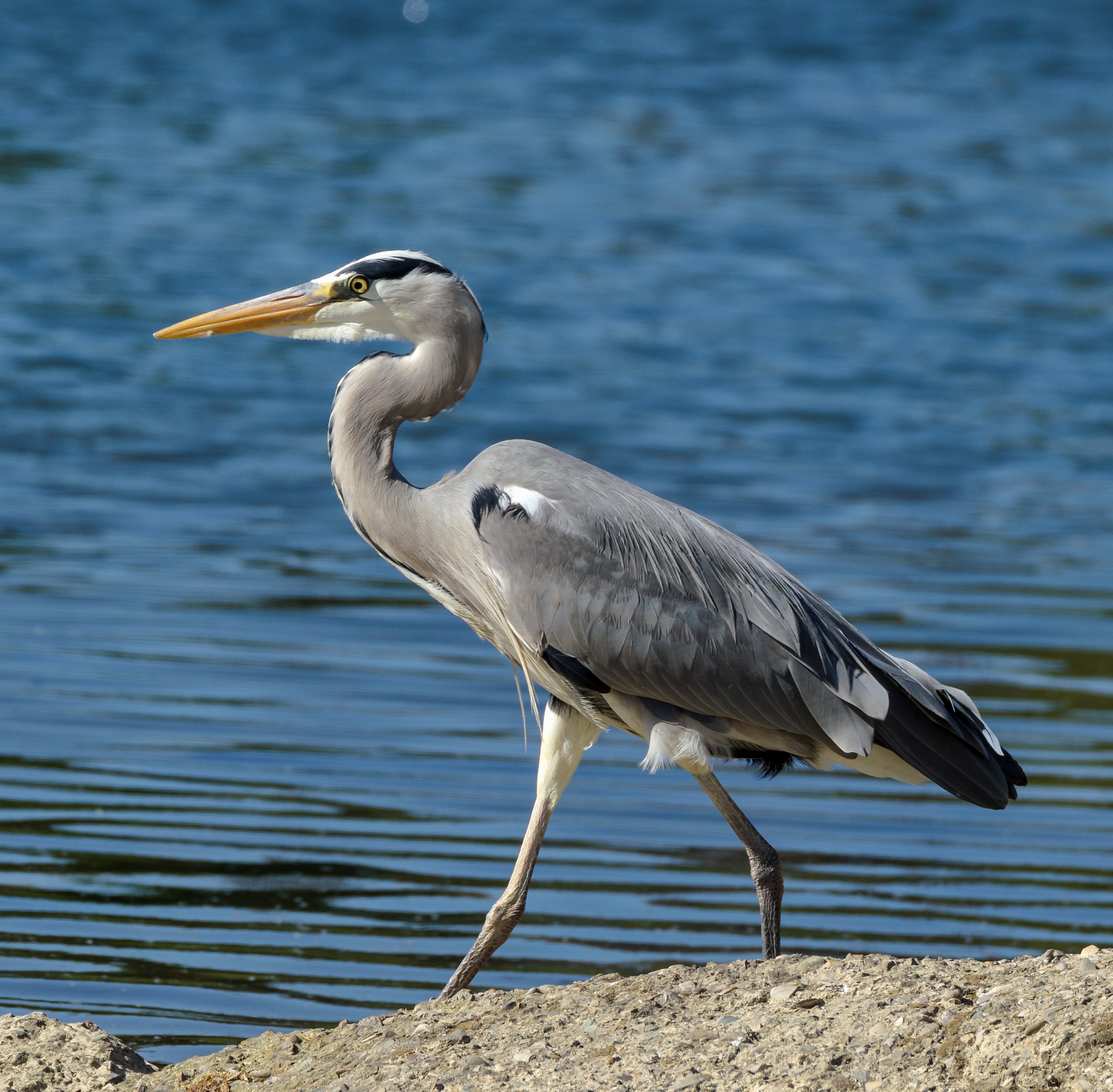 Grey Heron (Ardea cinerea)