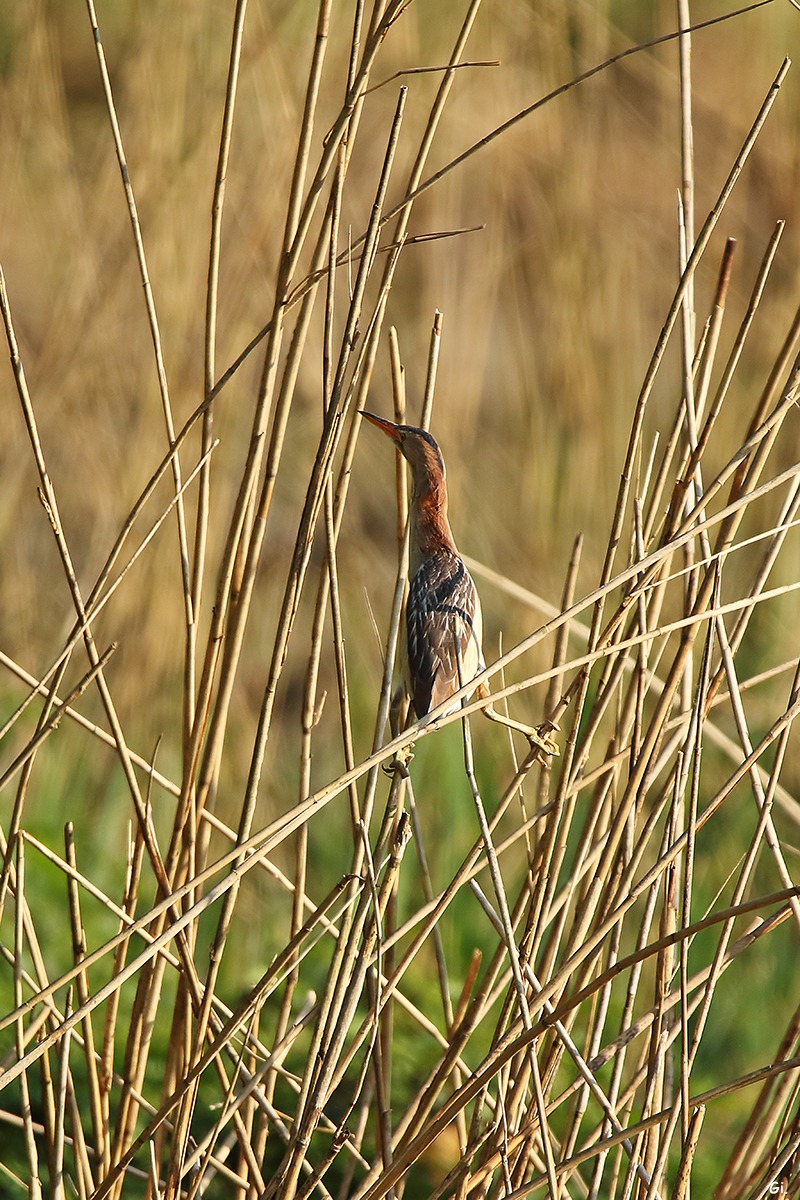 Tarabusino che si nasconde....