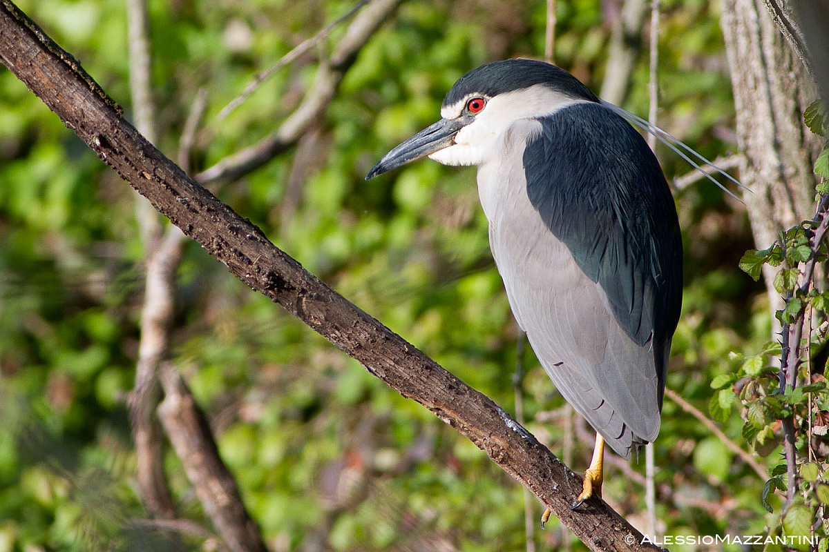 nitticora appena svegliata