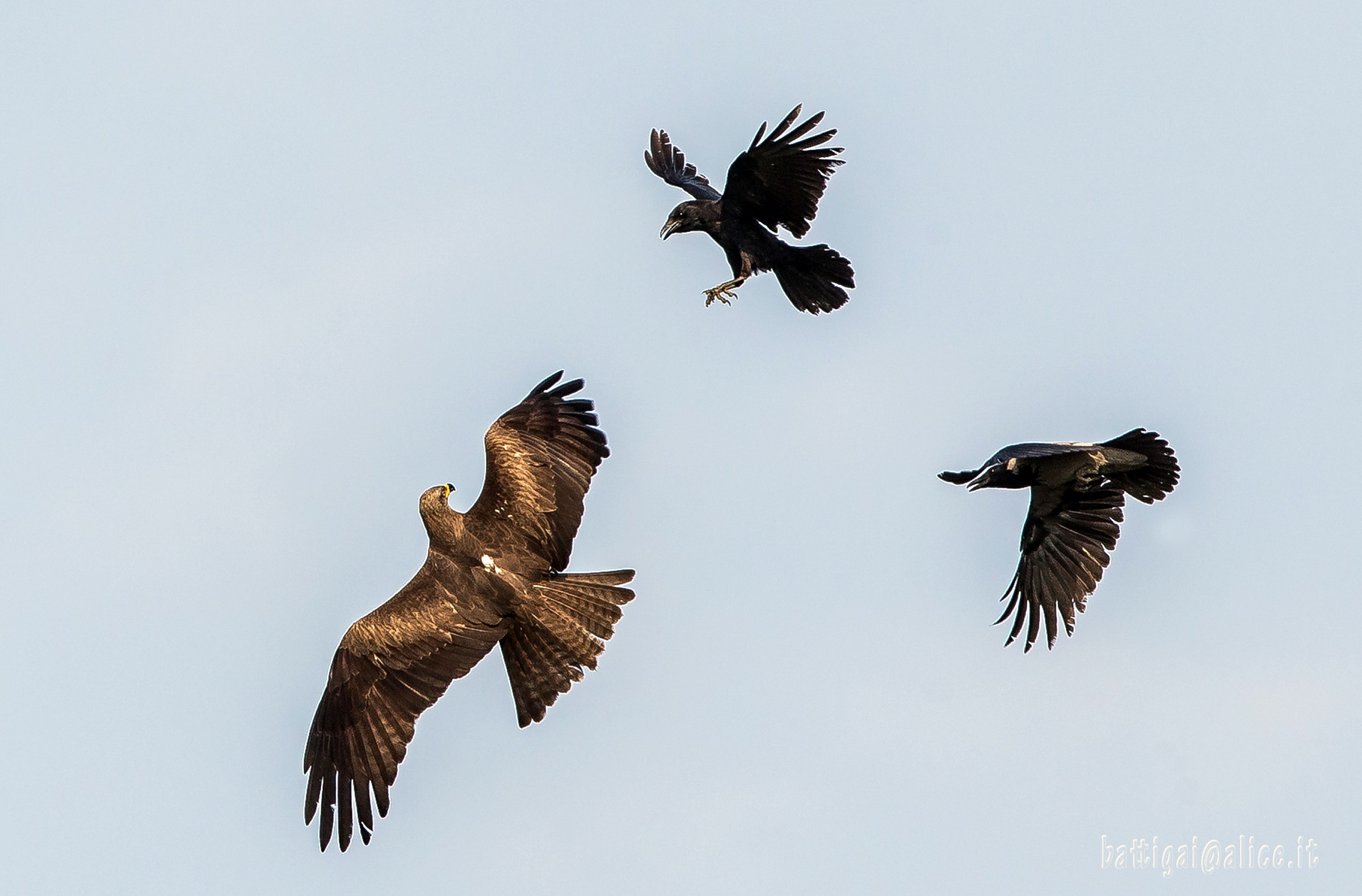 Black kites and crows