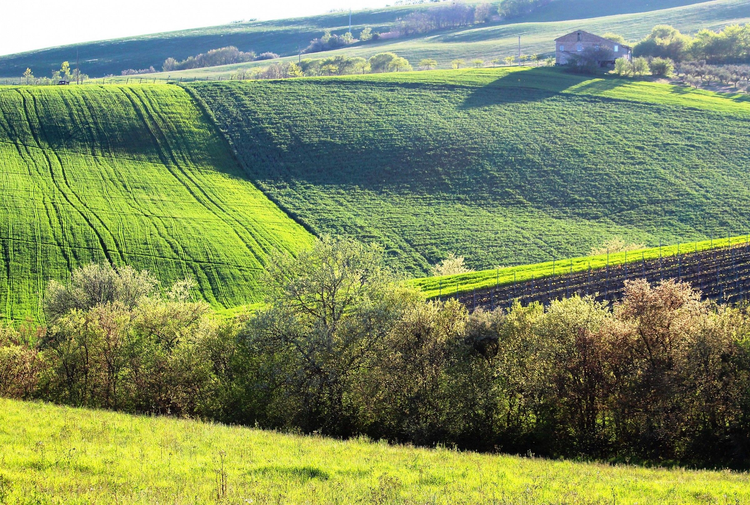 50 shades of green ....