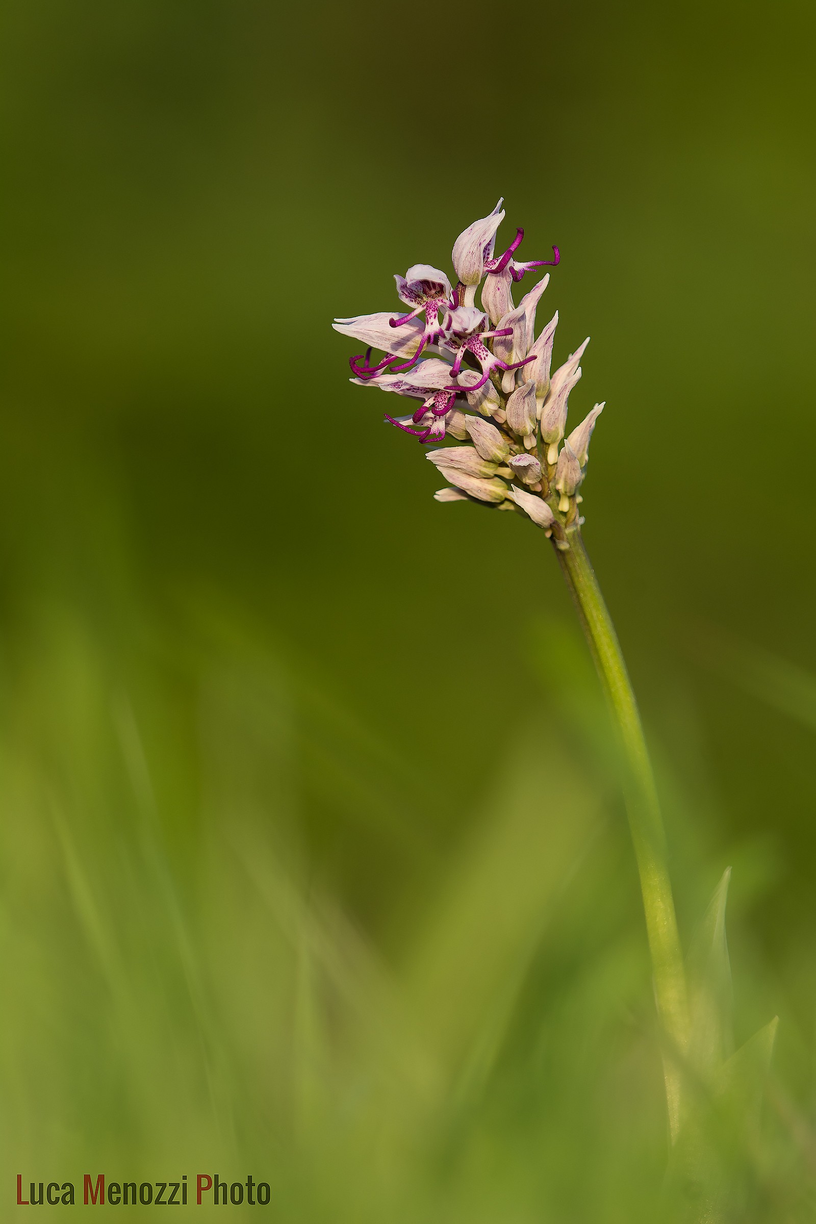 Orchis Simia