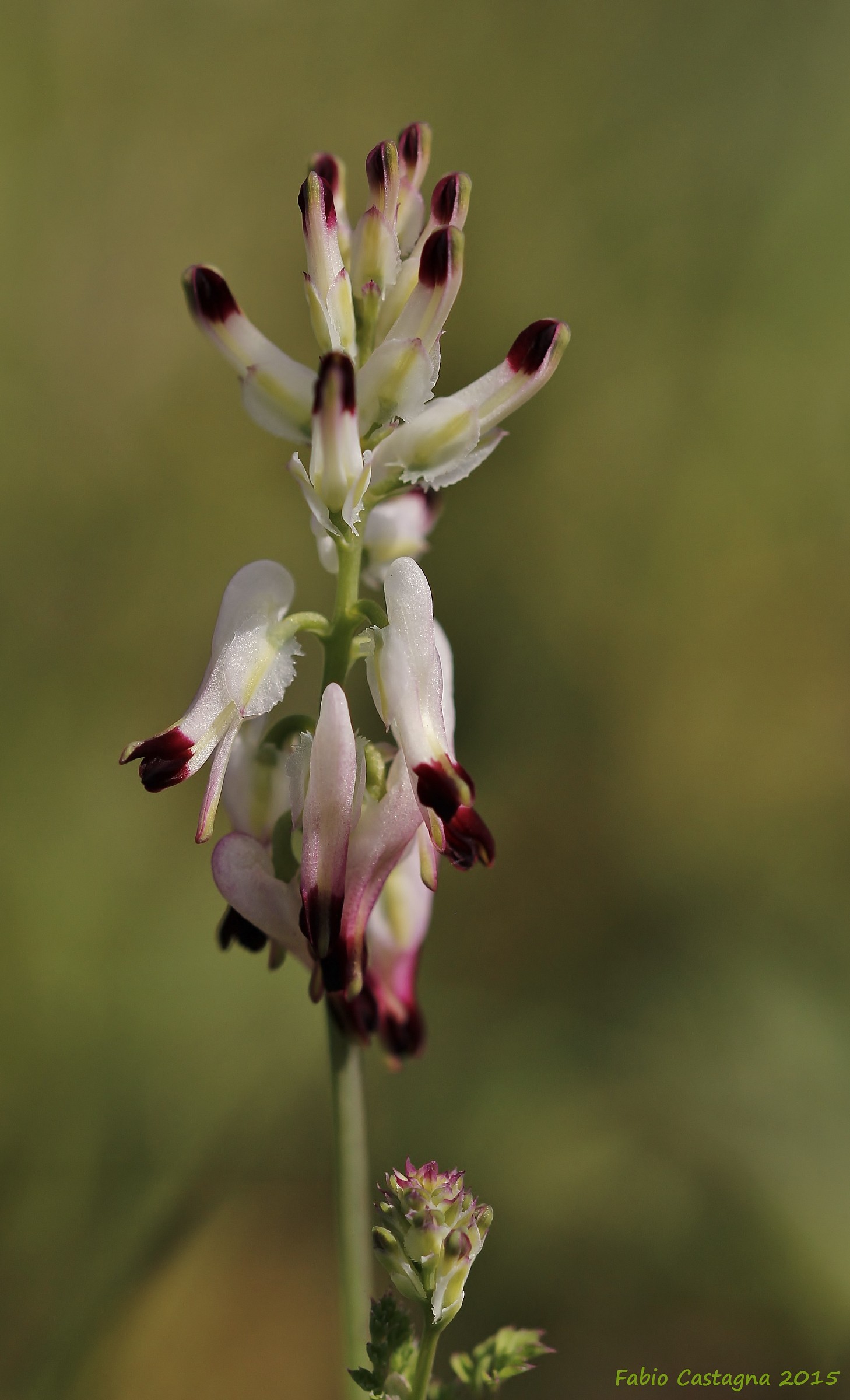 Particolare bellezza