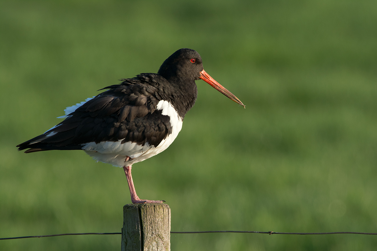 Haematopus ostralegus