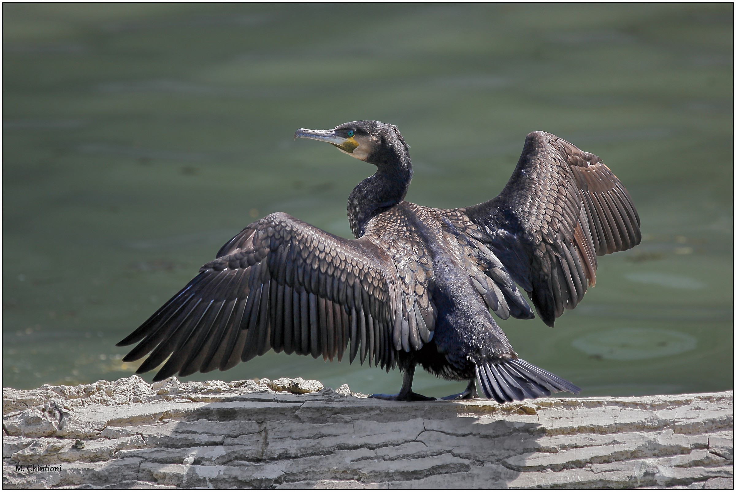 Cormorant