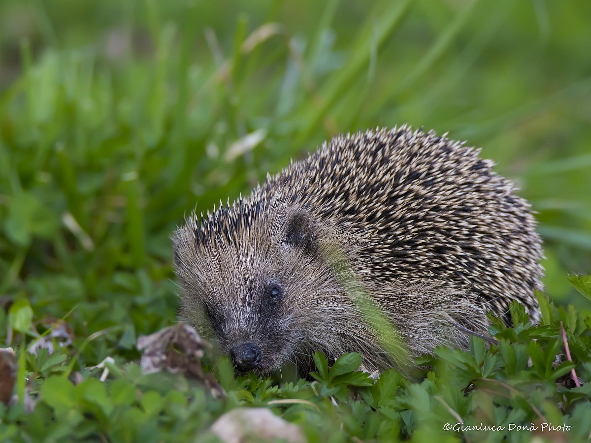 Erinaceus europaeus Linnaeus, 1758