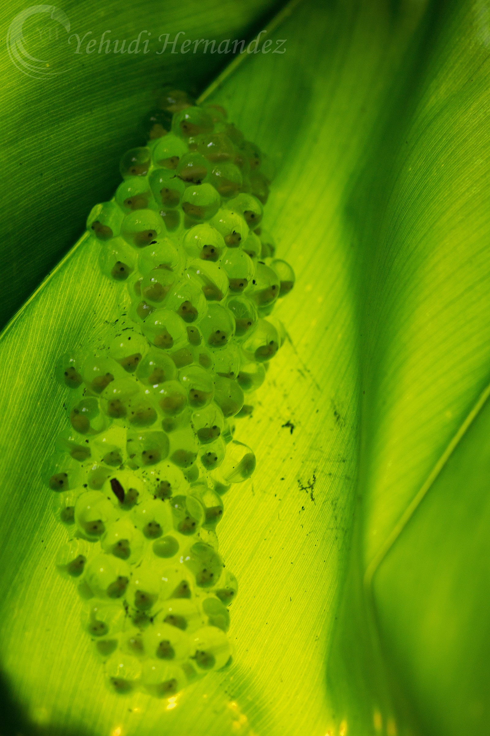Bambino raganelle dagli occhi rossi
