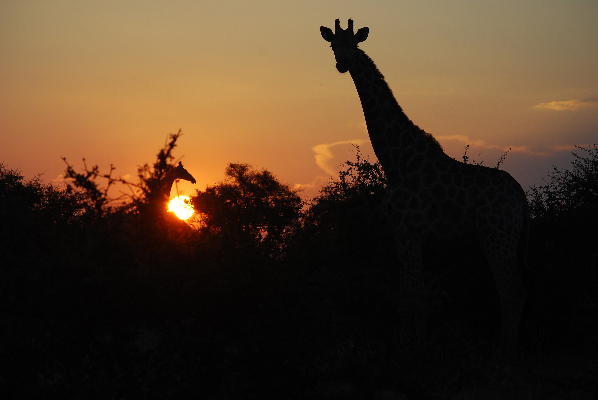 sunset in Botswana