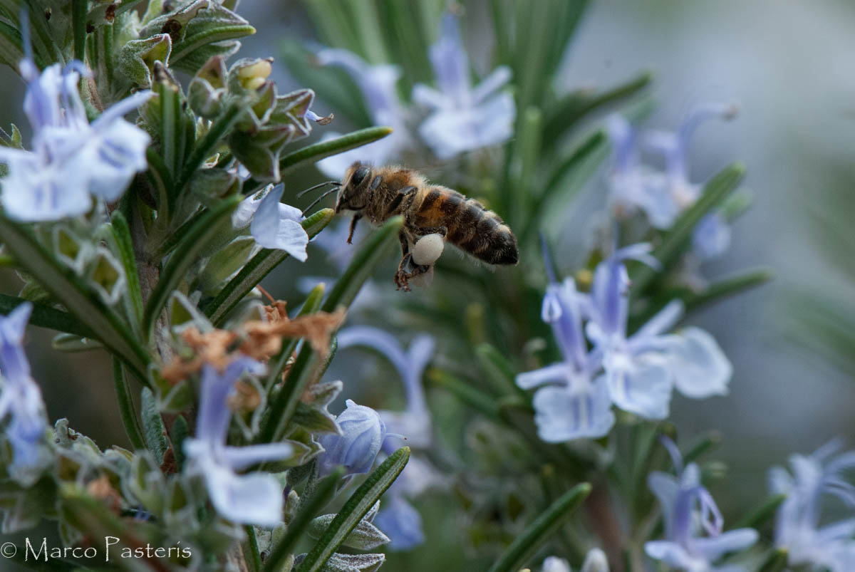 Bee on rosemary