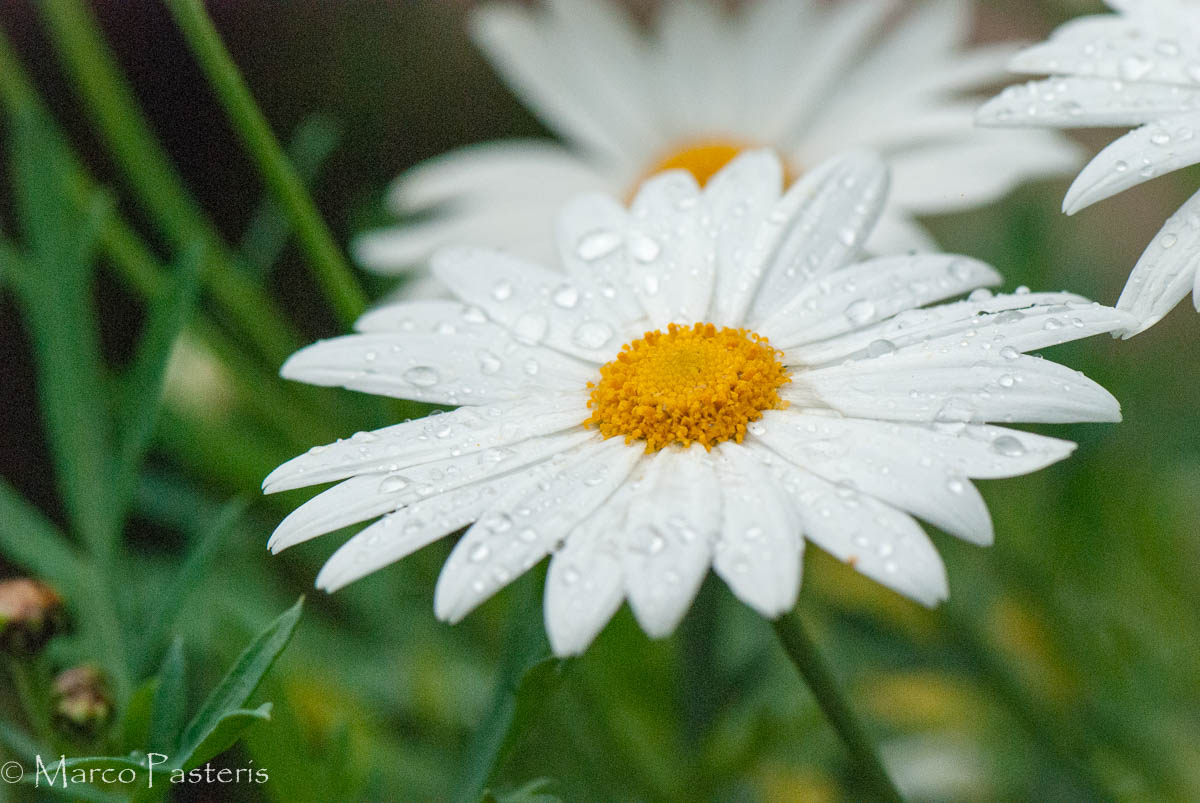 Margherita e la rugiuda
