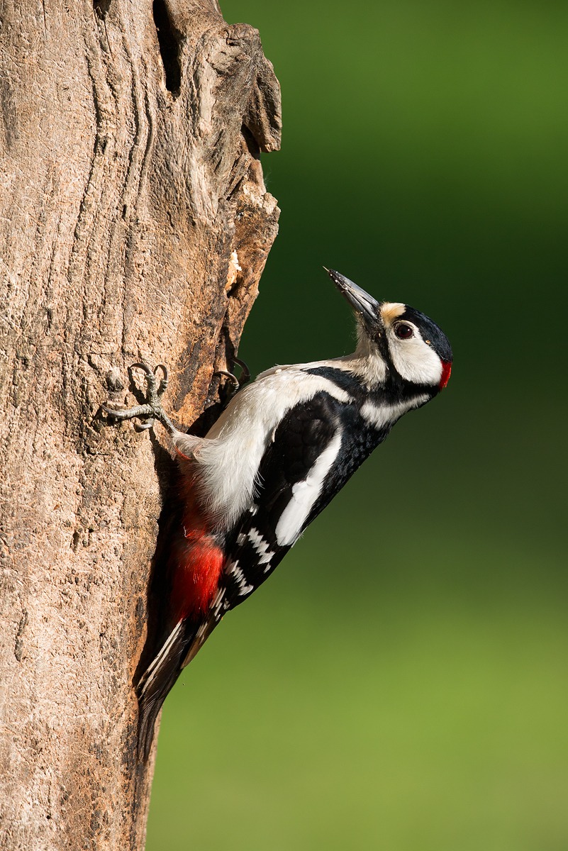 Woodpecker