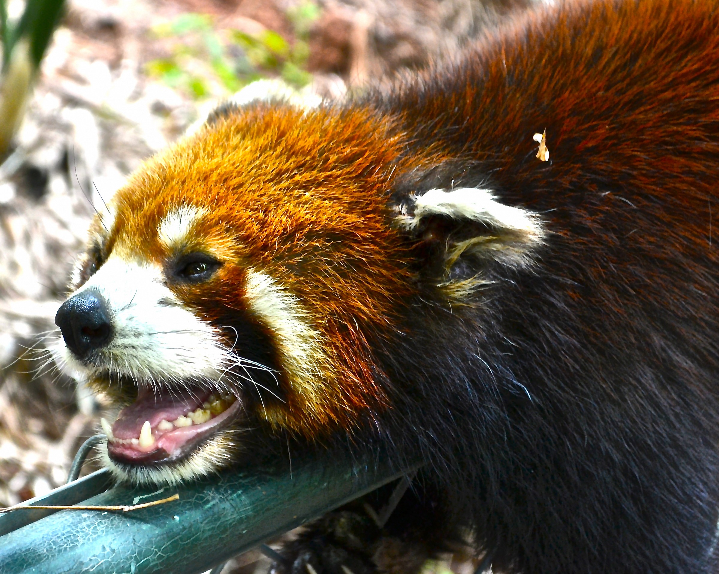 Red panda