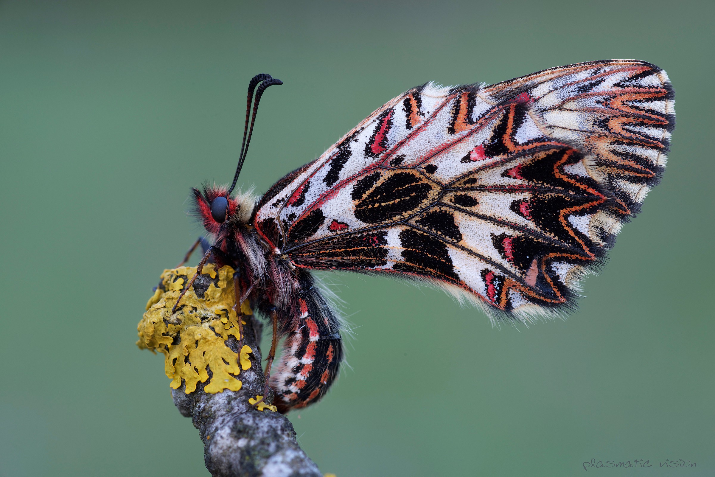 Prima Macro d800 (Zerynthia polyxena)