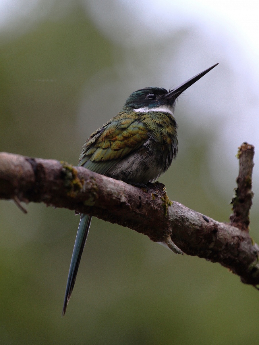Bronzy Jacamar