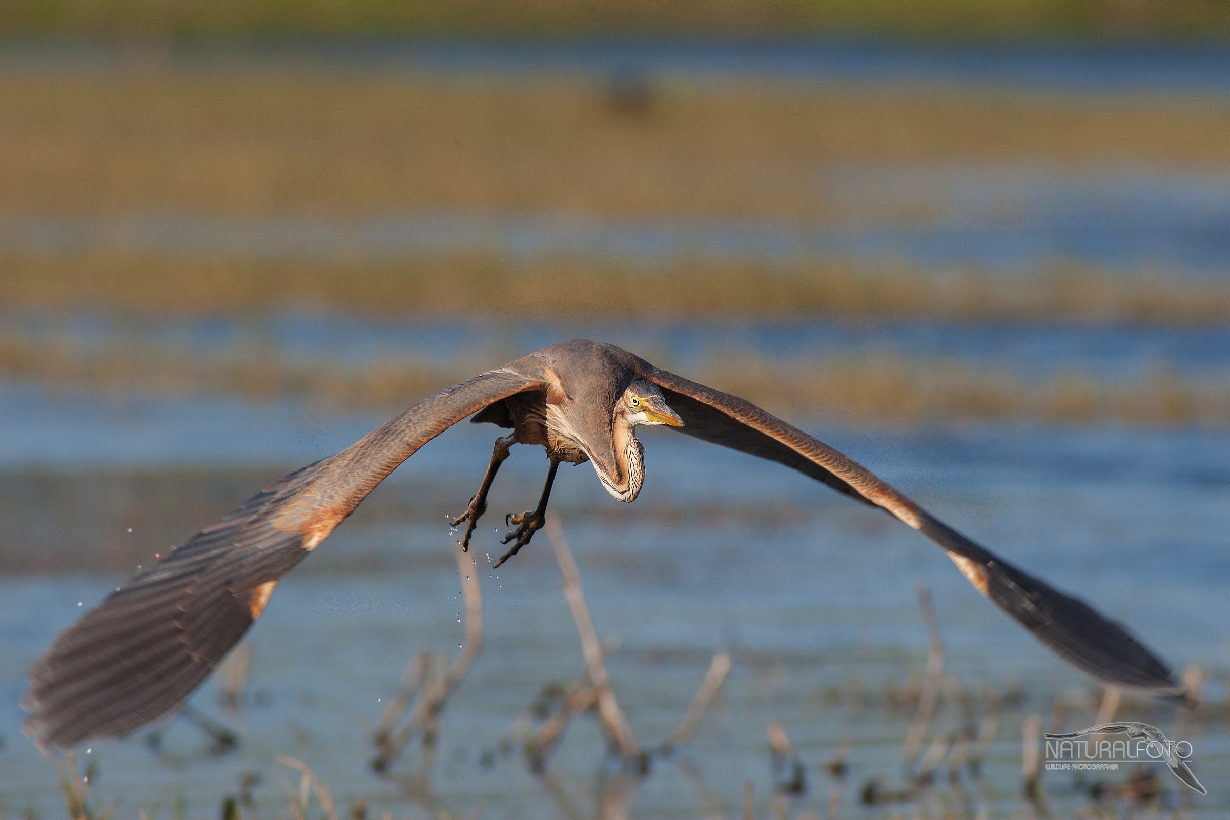 Red approaching front