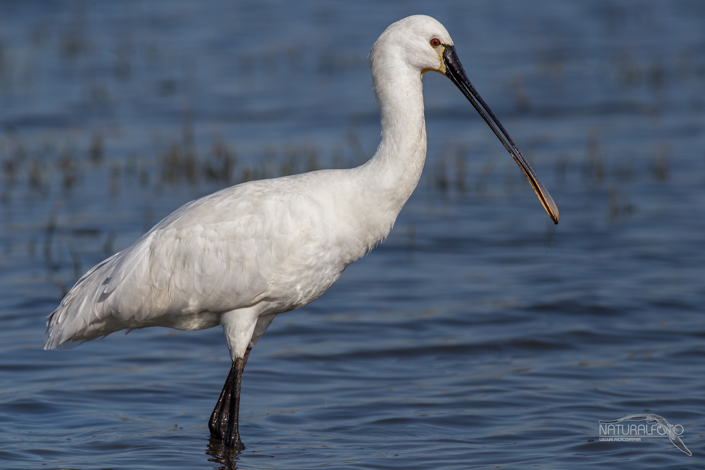 Spatula, exaggerate with mpix