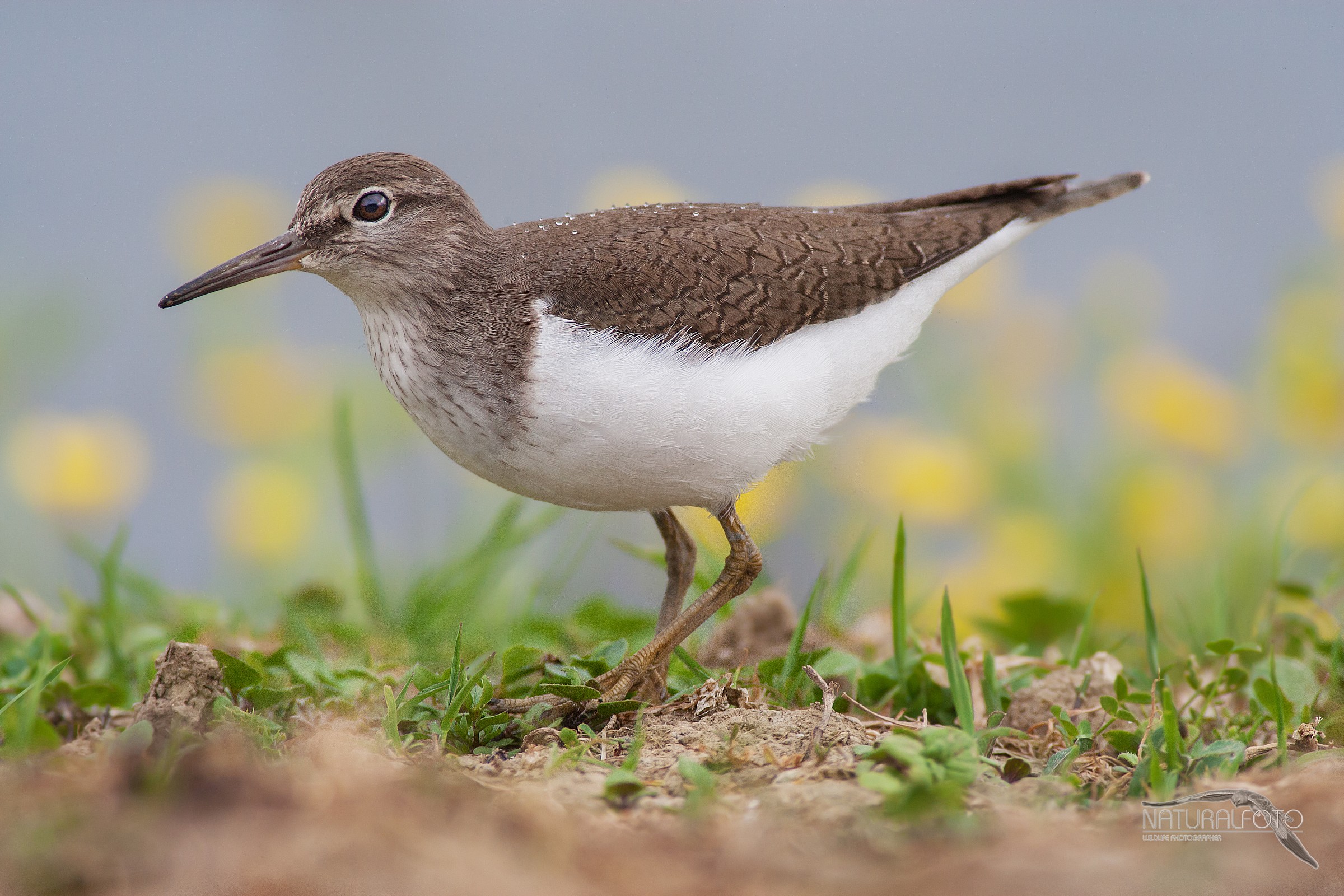 Sandpiper - 10 mpix HD