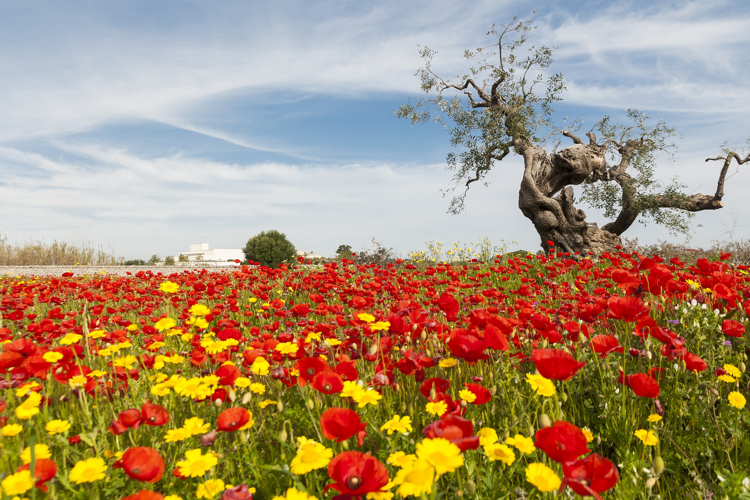 Primavera in puglia