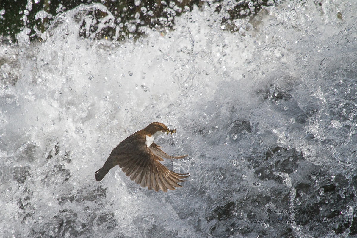 in the waterfall