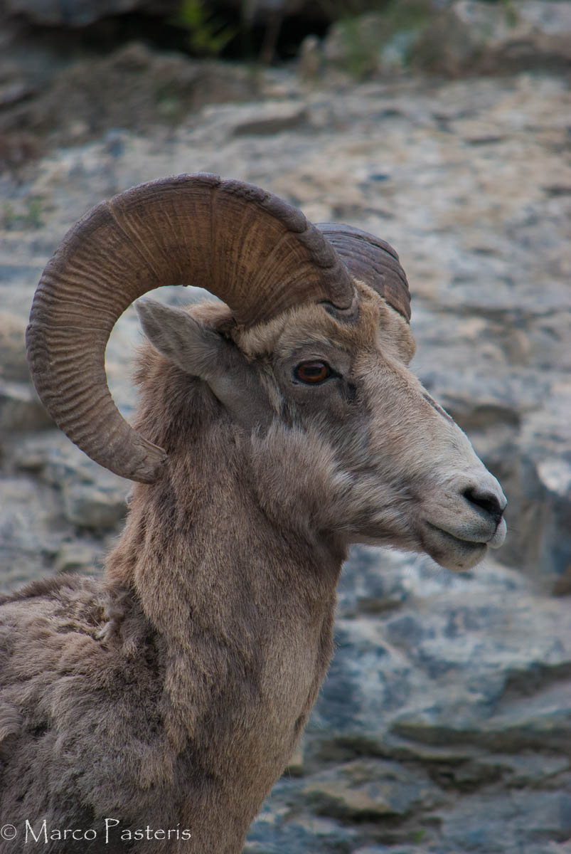 Rocky Mountain sheep (Ovis canadensis)