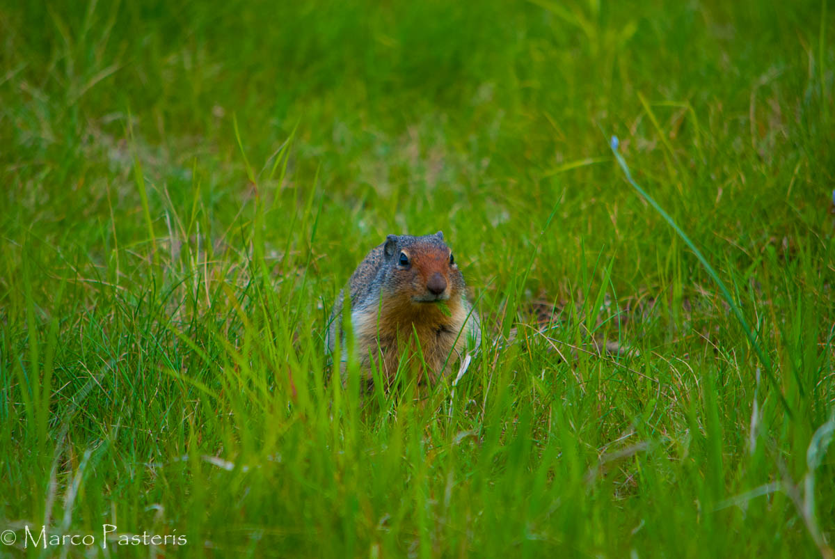 Squirrel Columbia (Urocitellus columbianus)