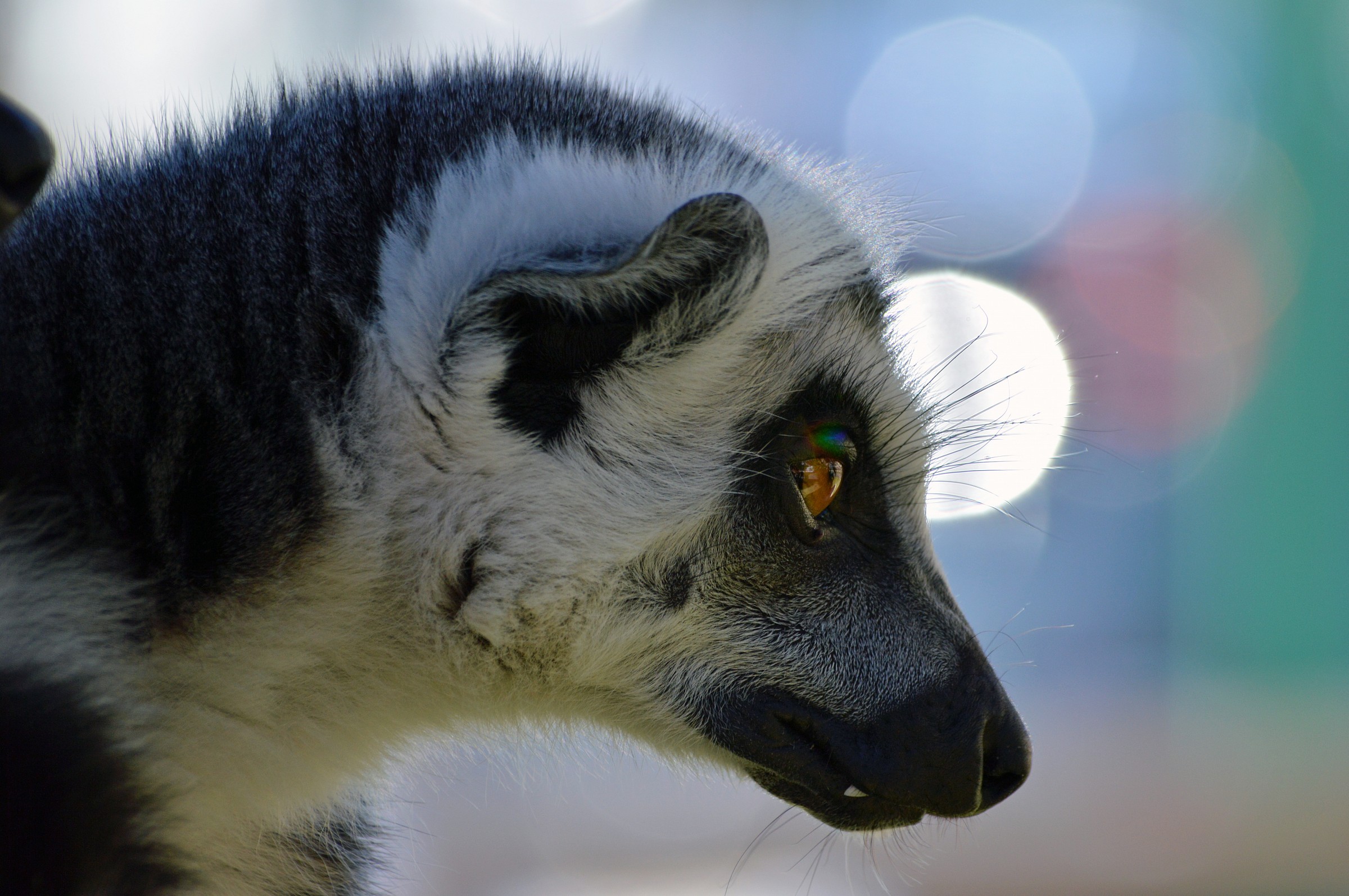 Lemur